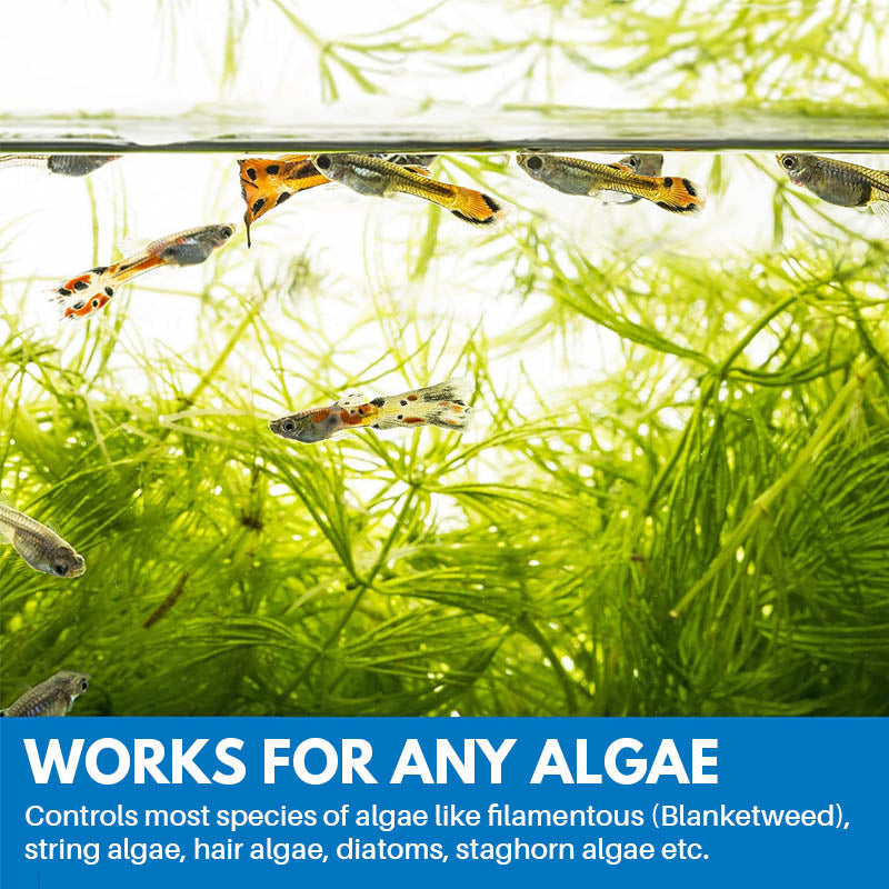 skorter | Aquarium Cleaning Powder