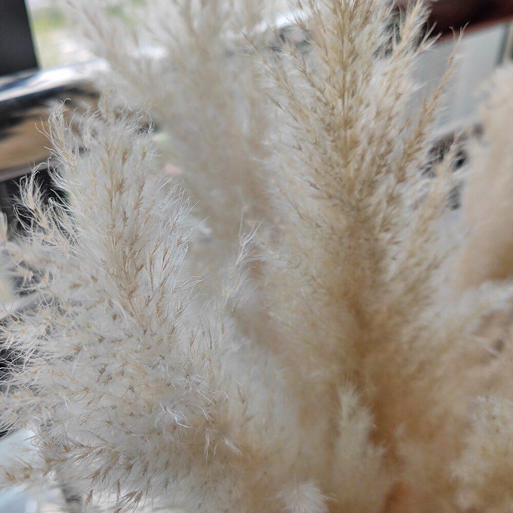 Skorter | 80 cm natural, real dried pampas grass bouquet (white / beige / gray) │ fluffy feather for modern boho home decor