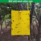 Skørter | 50 Sheets Yellow Sticky Traps, Fruit Fly Traps, for Indoor and Outdoor, Includes Twisted Tovar and Plastic Holders