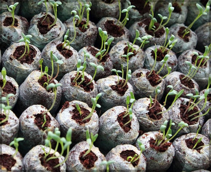 Skorter | Coconut Fiber Peat Seedling Pellets – Starter for Seed Planting