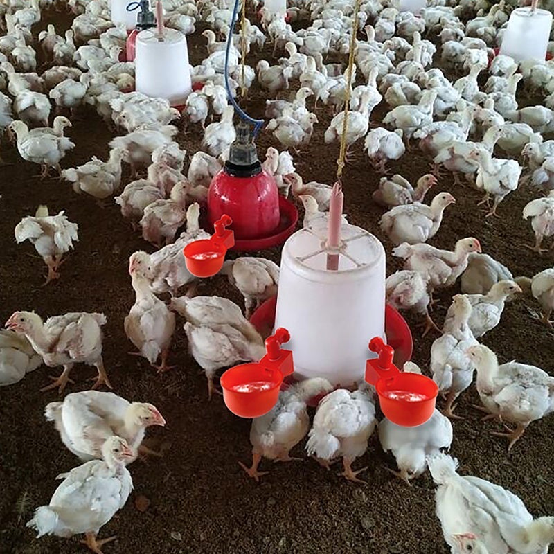 Skorter | Automatic Poultry Drinker
