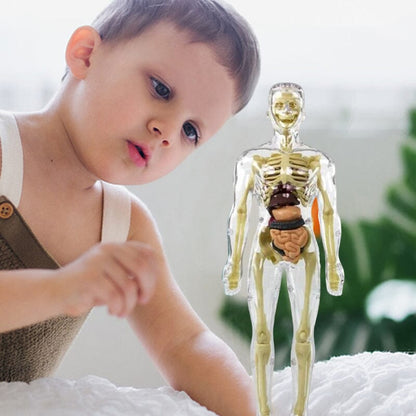 Skorter | 3D human body torso model for children anatomy model skeleton