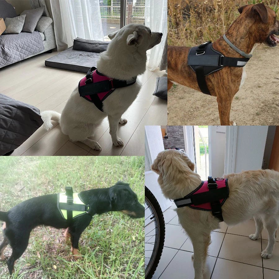 Skorter | Anti Choke Dog Harness