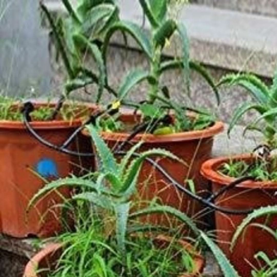 Skorter | Automatic Watering System - Mist Cooling