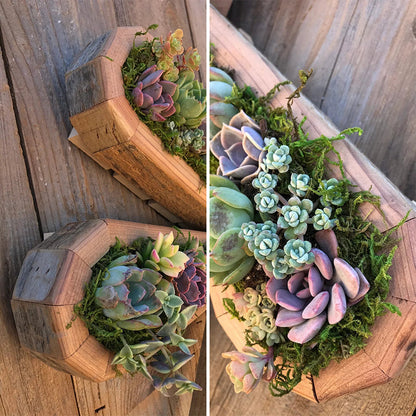 skorter | Animal Succulent Garden Arrangement
