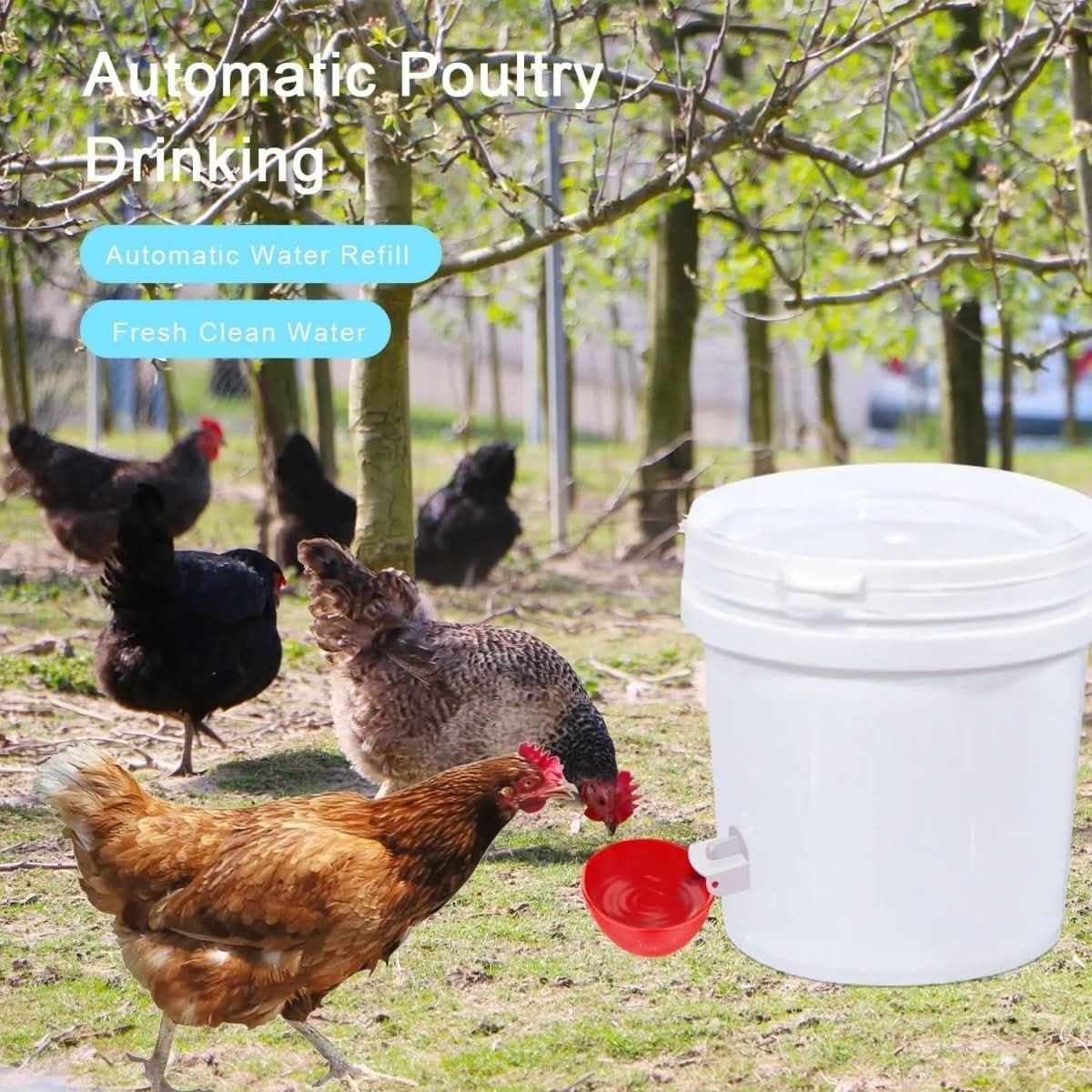 Skorter | Automatic Chicken Waterer for Healthy Flocks