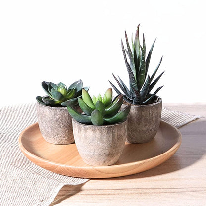 Skorter | Verdea Artificial Succulent Plant Decor