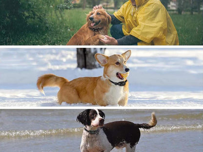 Skorter | Dog Training Collar