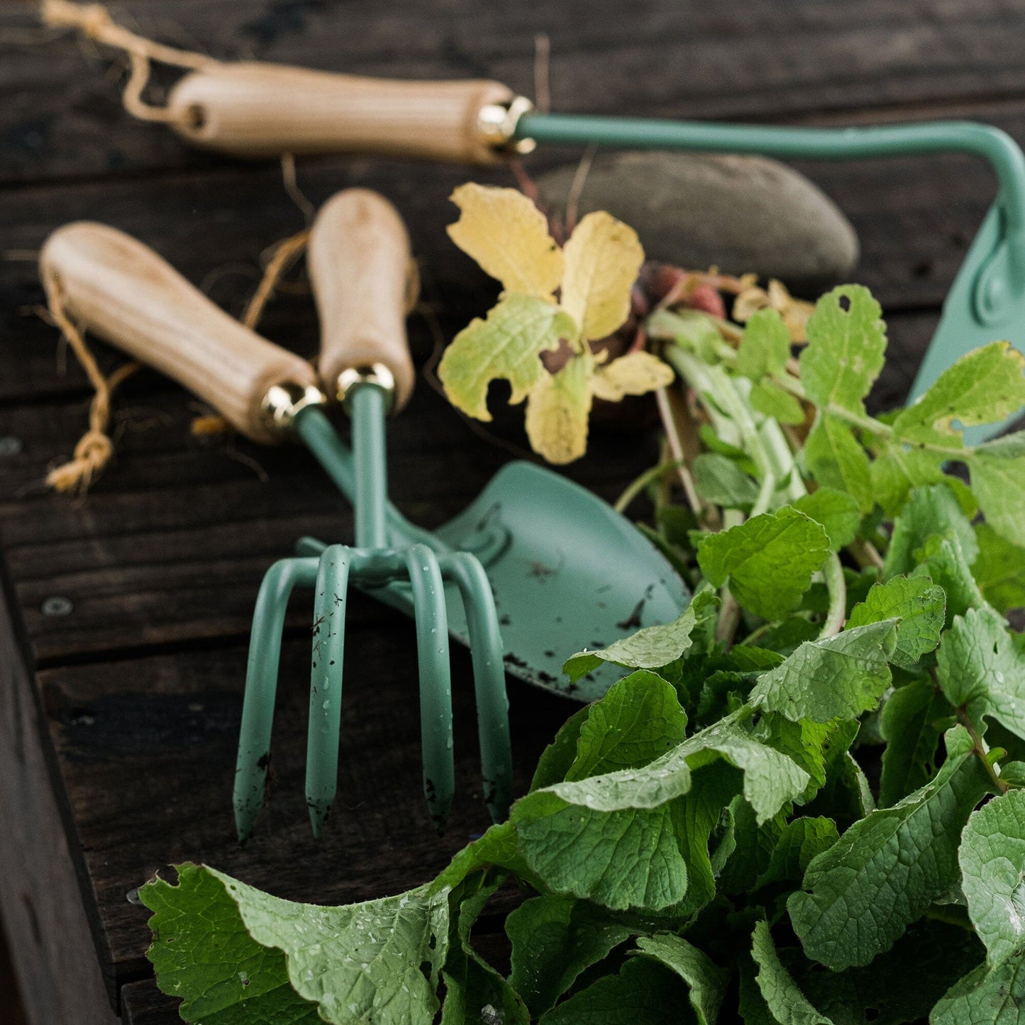 Skorter | Cultivator