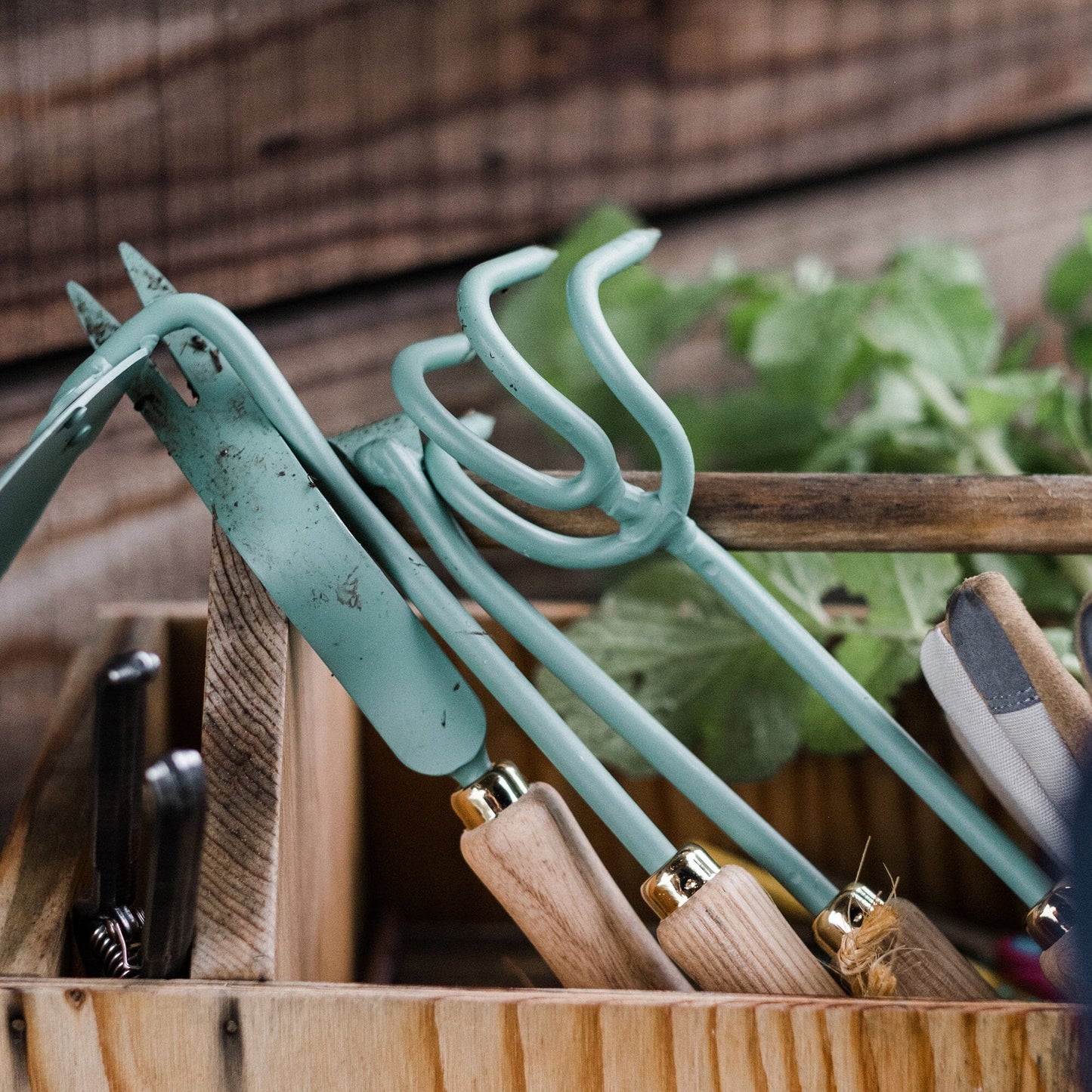 Skorter | Cultivator