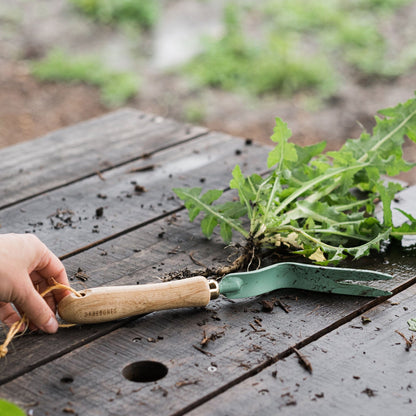 Skorter | Dandelion Weeder