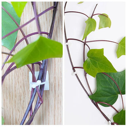 Skorter | Climbing Wall Mounting Clips – Practical Plant Holders for Wall Decoration