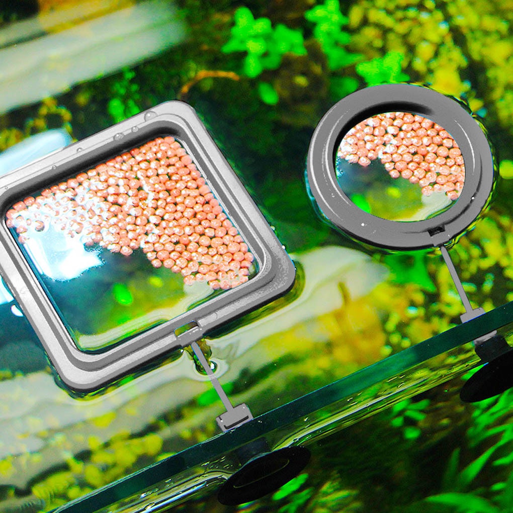 Skorter | Aquarium feeding ring