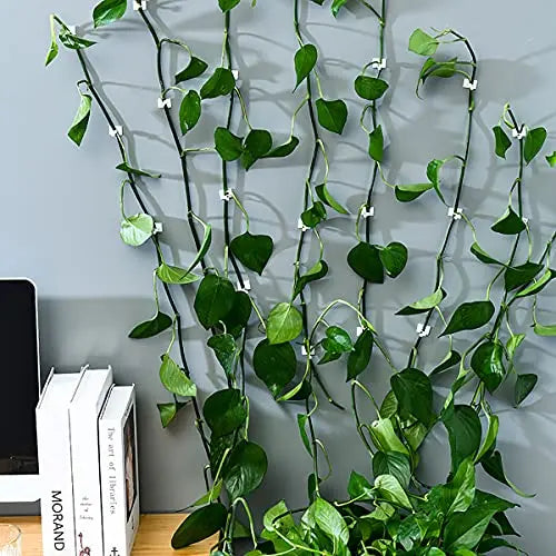 Skorter | Climbing Wall Mounting Clips – Practical Plant Holders for Wall Decoration