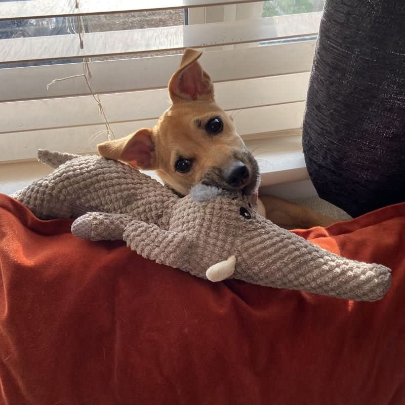 Skorter | Indestructible dog toy made of denim fabric for small & large dogs