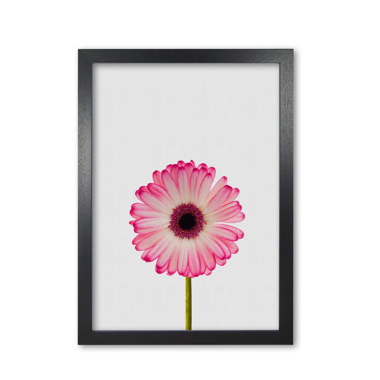 Skorter | Daisy Still Life Print By Orara Studio, Framed Botanical & Nature Art Print