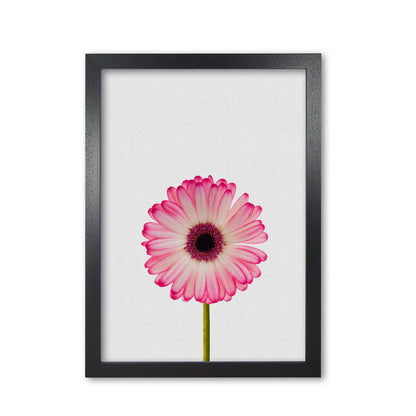 Skorter | Daisy Still Life Print By Orara Studio, Framed Botanical & Nature Art Print