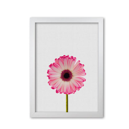 Skorter | Daisy Still Life Print By Orara Studio, Framed Botanical & Nature Art Print