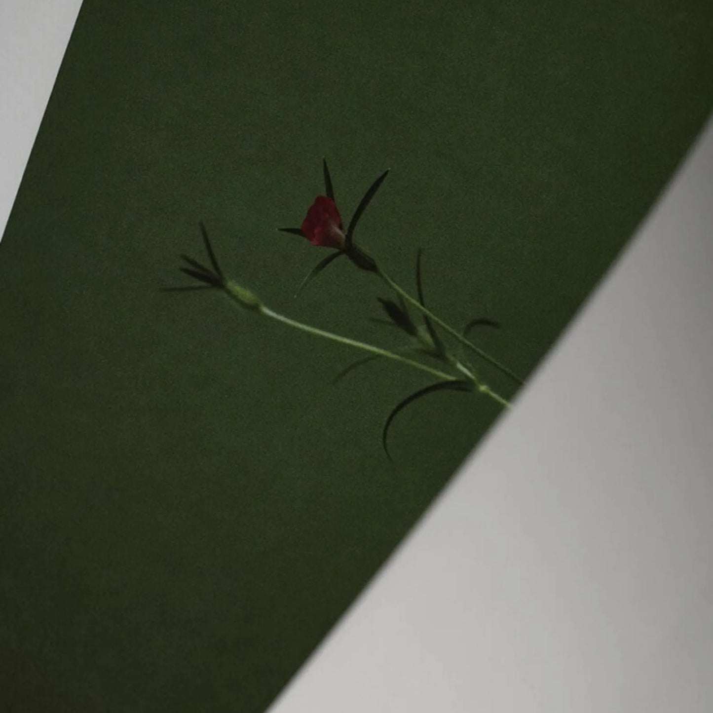 Skorter | Cornflower Print 40Cm x 50Cm