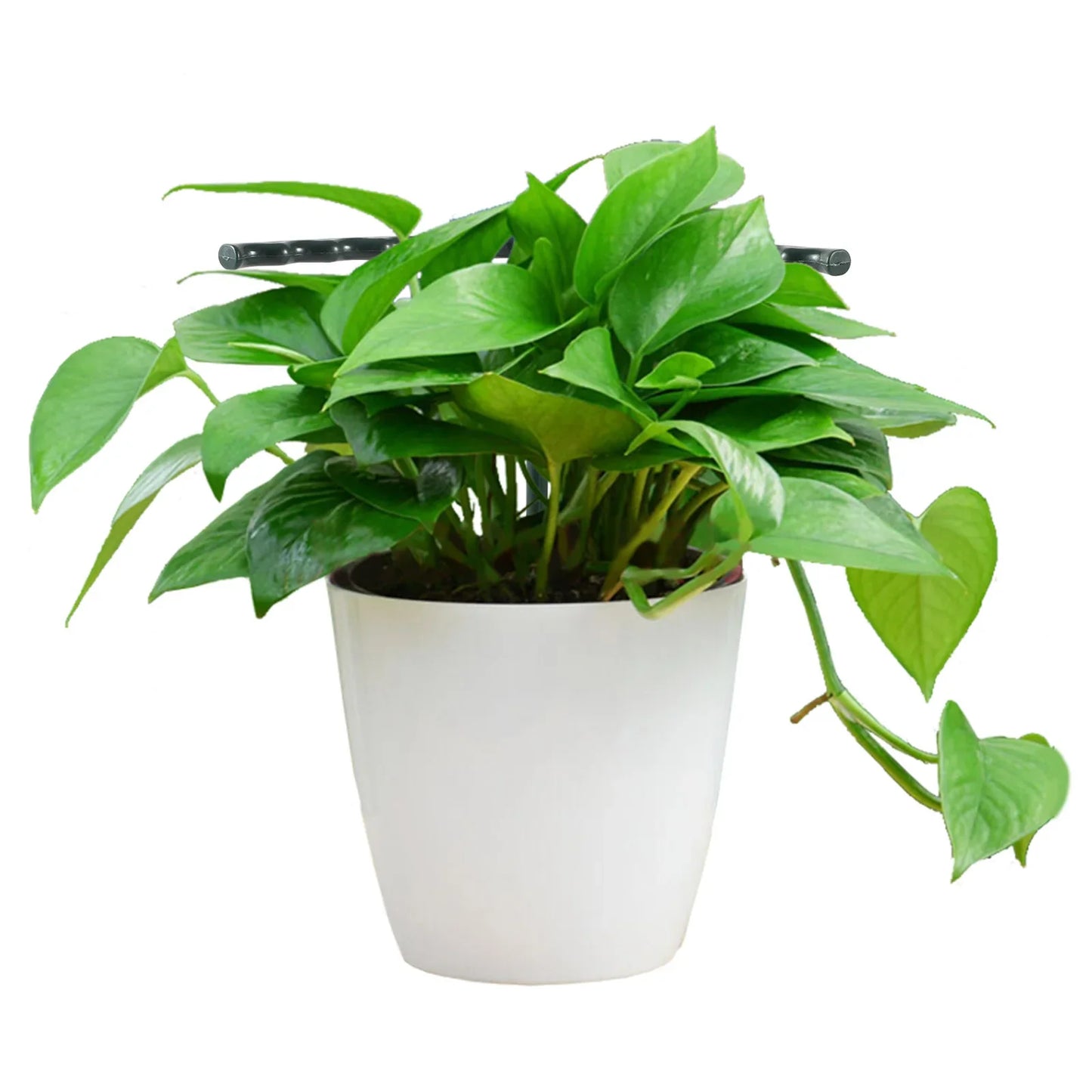 Skorter | Climbing support for plants – Robust holder with cage design for growth and stability