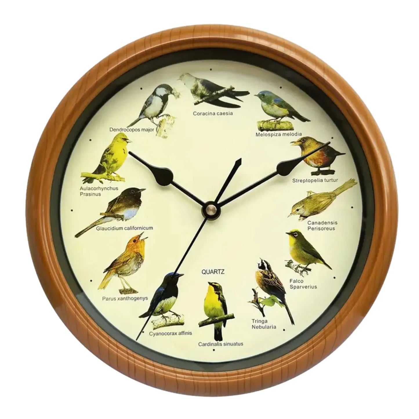 Skorter | VogelZang - 10 Inch Singing Bird Wall Clock for Stylish Home Decor