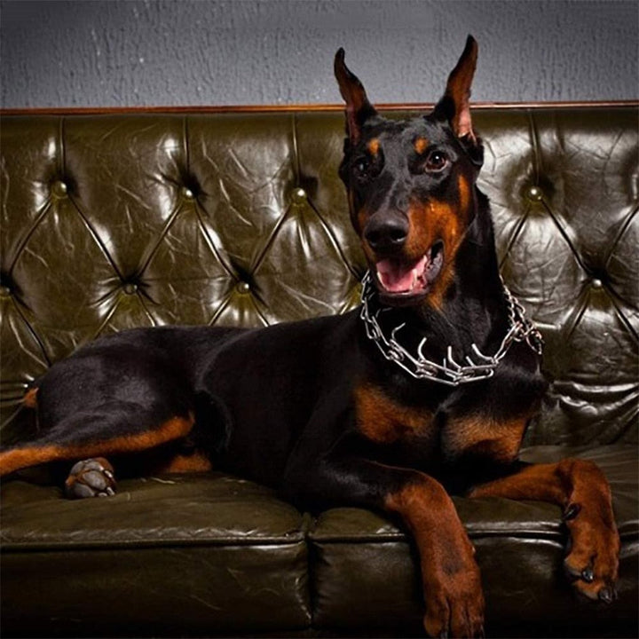 Skorter | Dog Pincher Collar - Stylish B