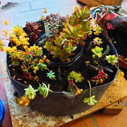 Skorter | Cultivation Box - Mini Kitchen Garden for Every Home