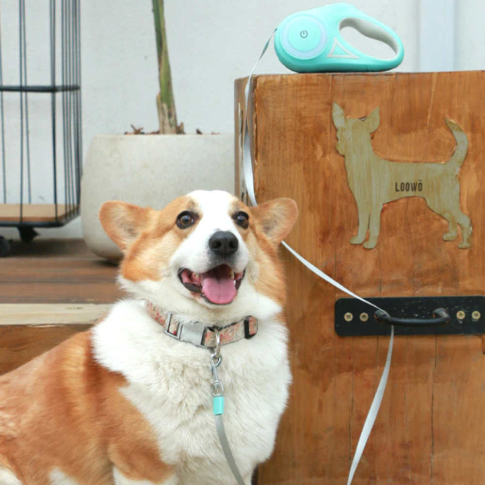 Skorter | Retractable Lighting Dog Leash