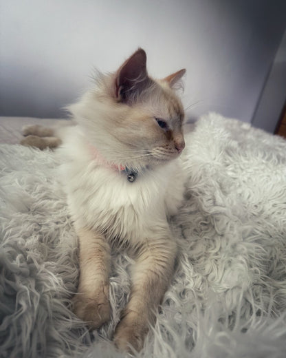 Skorter | CatNap™ Anti-Ripe & Waterproof Throw Blanket - Gray