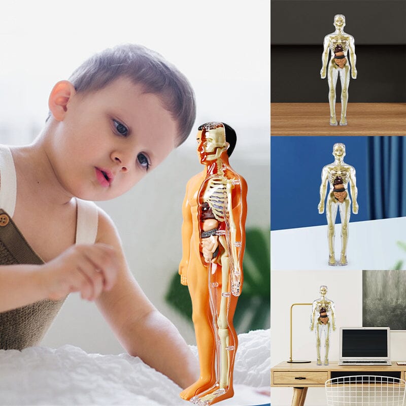 Skorter | 3D human body torso model for children anatomy model skeleton