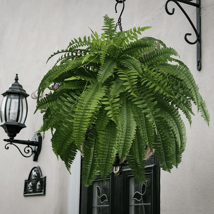 Skorter | EverGreen Boston Fern – Artificial Plant with UV Protection and Weather Resistant Design