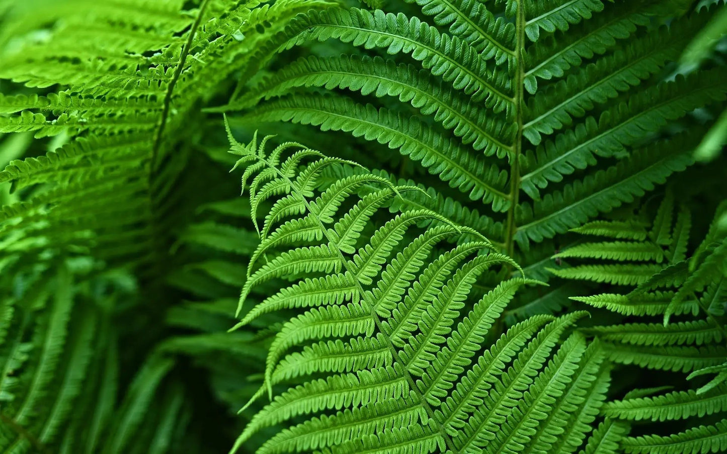 Skorter | EverGreen Boston Fern – Artificial Plant with UV Protection and Weather Resistant Design