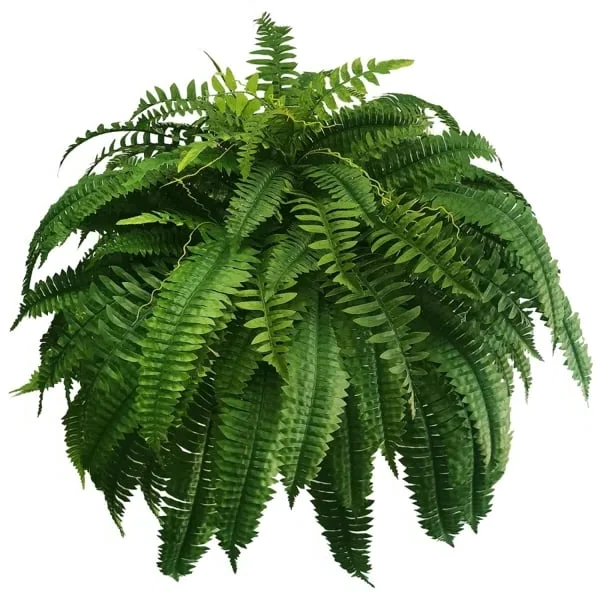 Skorter | EverGreen Boston Fern – Artificial Plant with UV Protection and Weather Resistant Design
