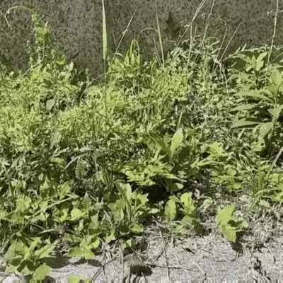 Skorter | Cordless Grass Trimmer with High-Power Battery - Lightweight Lawn Edger for Easy Yard Maintenance