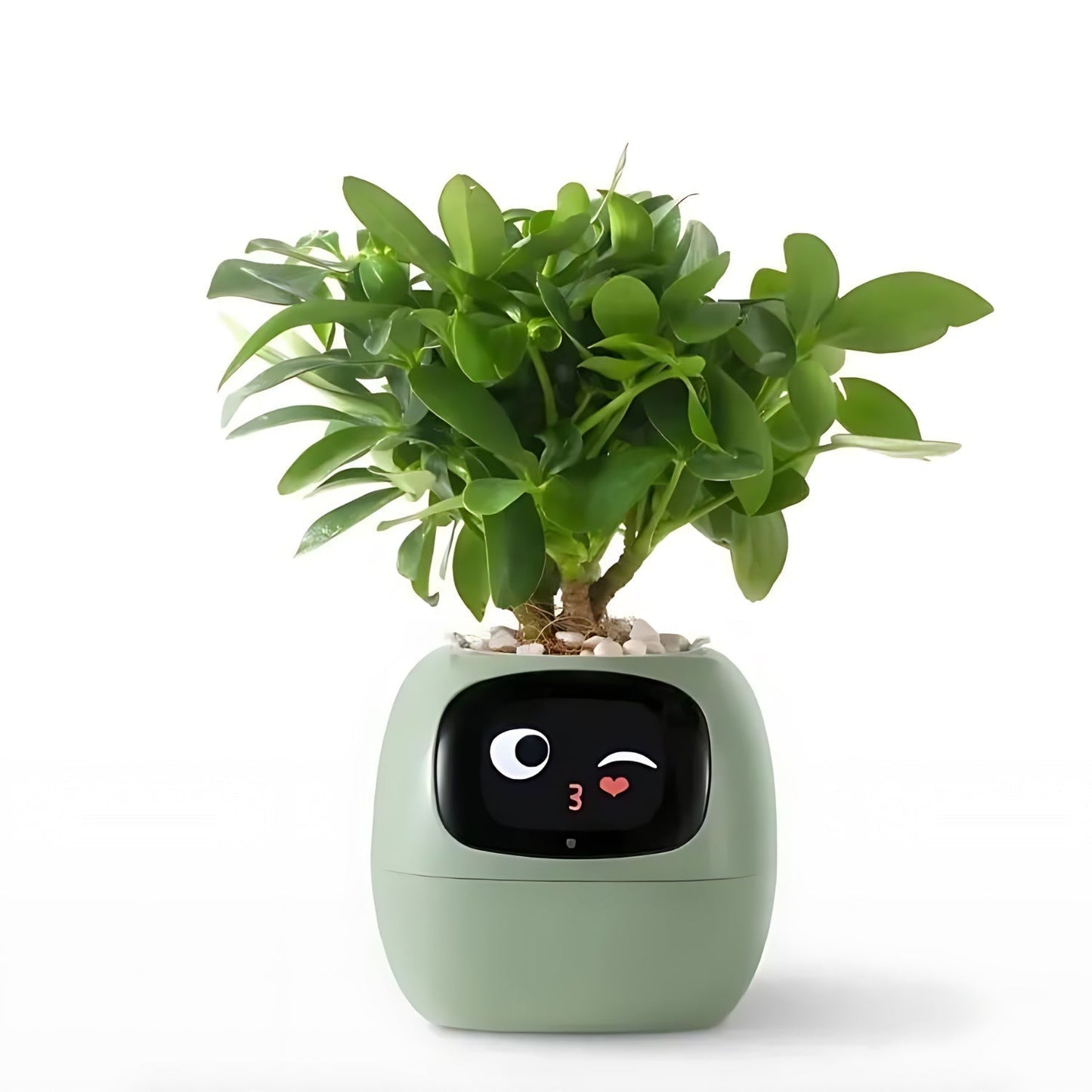 Skorter | Automatic Smart Flowerpot - GreenBuddy SmartPot