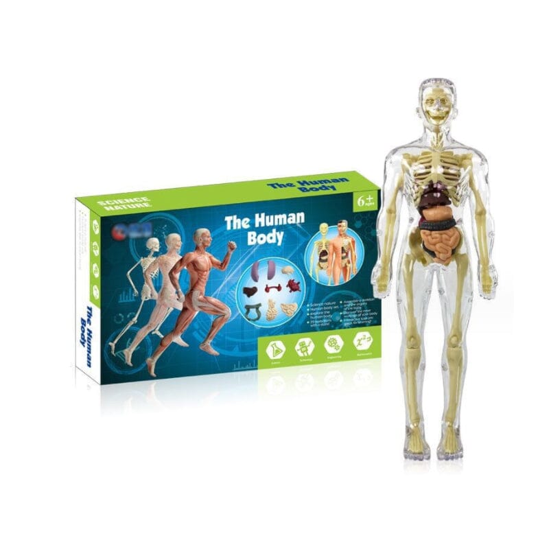 Skorter | 3D human body torso model for children anatomy model skeleton
