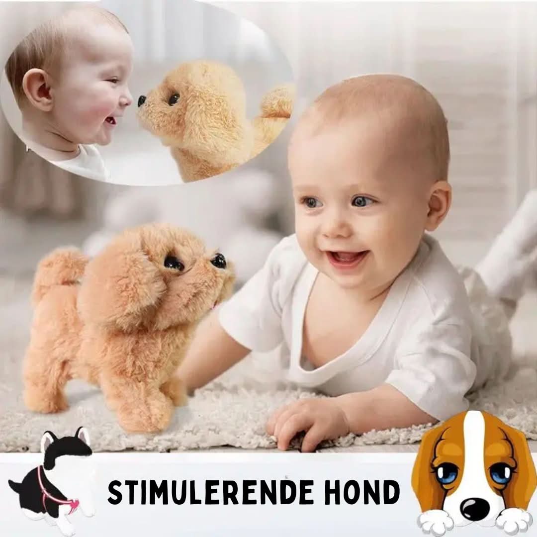 Skorter | Barkybuddy | Perfect Company