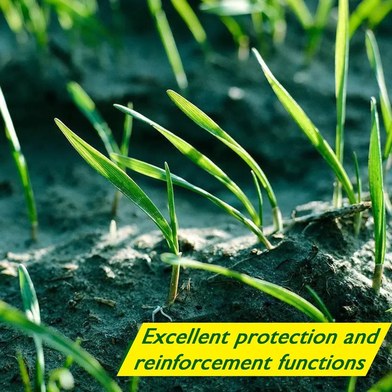 Skorter | Biodegradable Netted Grass Seed Mat | All-in-One Growth System for Quick Germination in Sun, Shade & Slopes