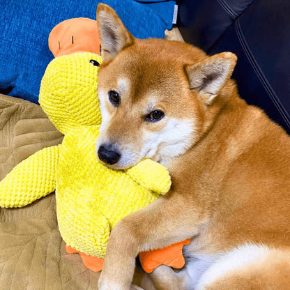 Skorter | Calming duck for dogs