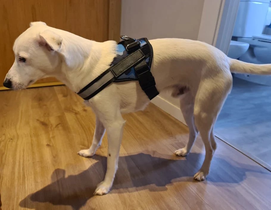 Skorter | Anti Choke Dog Harness