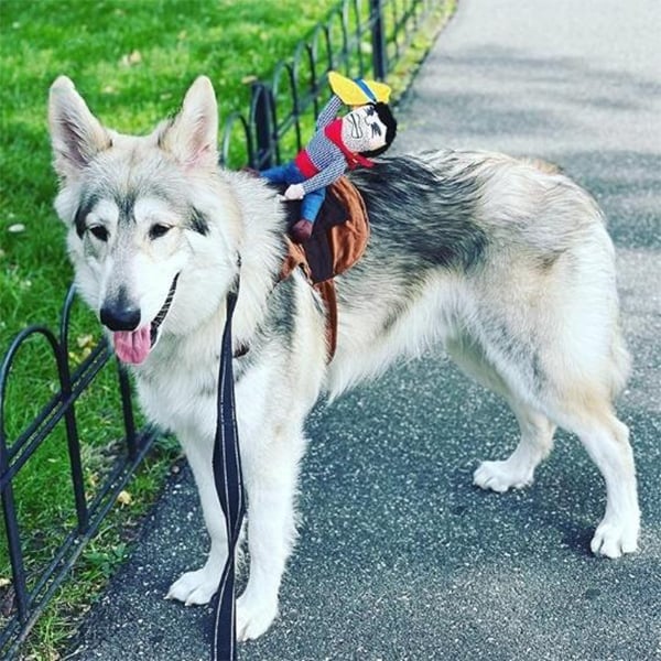 Skorter | The Cowboy Rider Dog Costume