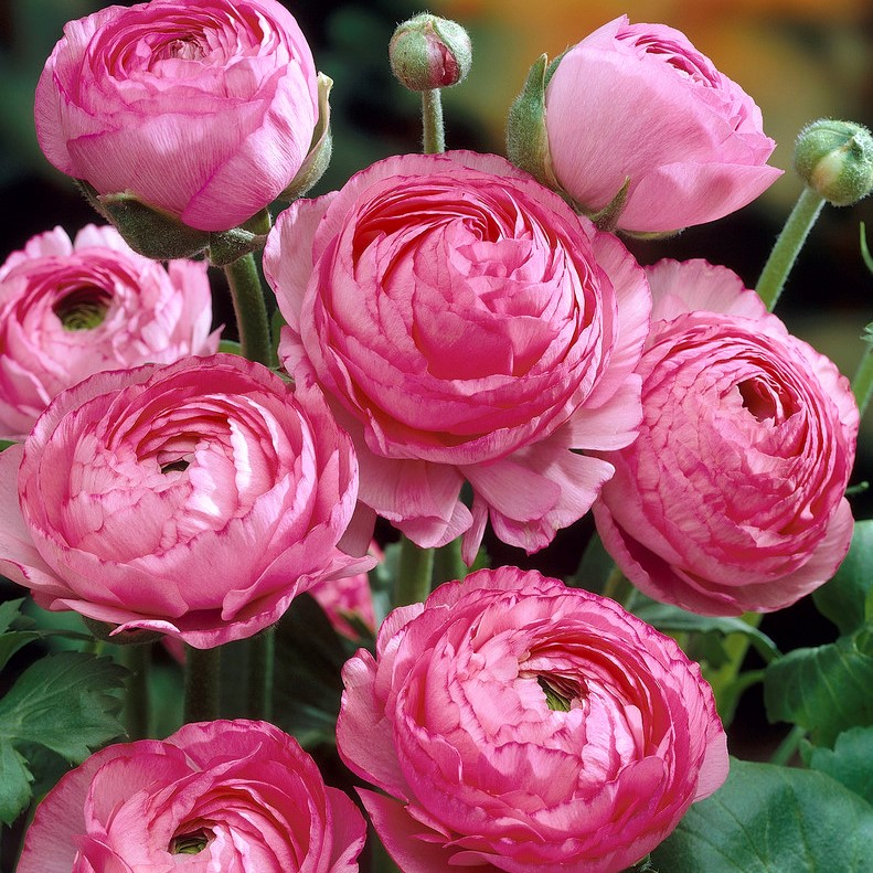 Skorter | Multicolor Ranunculus Asiaticus Bulbs