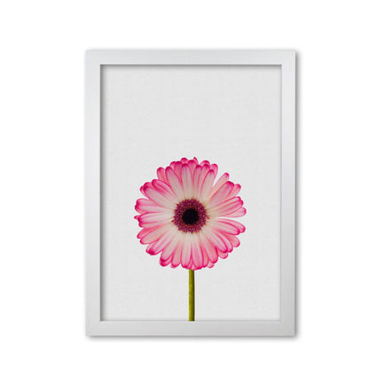 Skorter | Daisy Still Life Print By Orara Studio, Framed Botanical & Nature Art Print