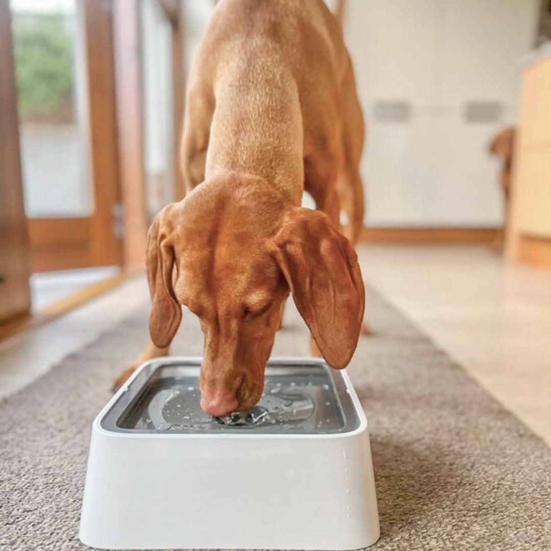 Skorter | De Zero Splash