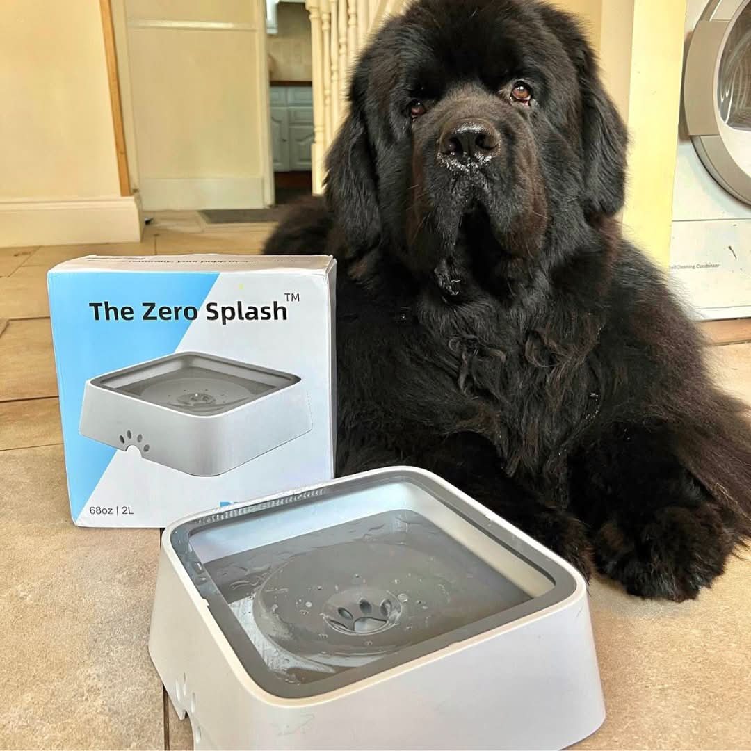 Skorter | De Zero Splash