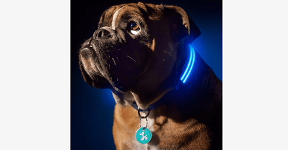 Skorter | LED Dog Collar – Keep an eye on your pet!