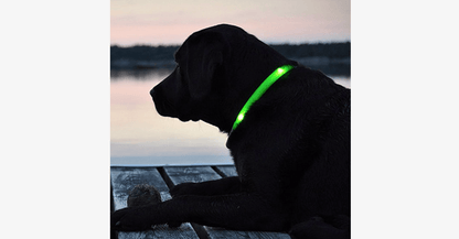 Skorter | LED Dog Collar – Keep an eye on your pet!