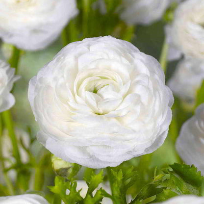 Skorter | Multicolor Ranunculus Asiaticus Bulbs