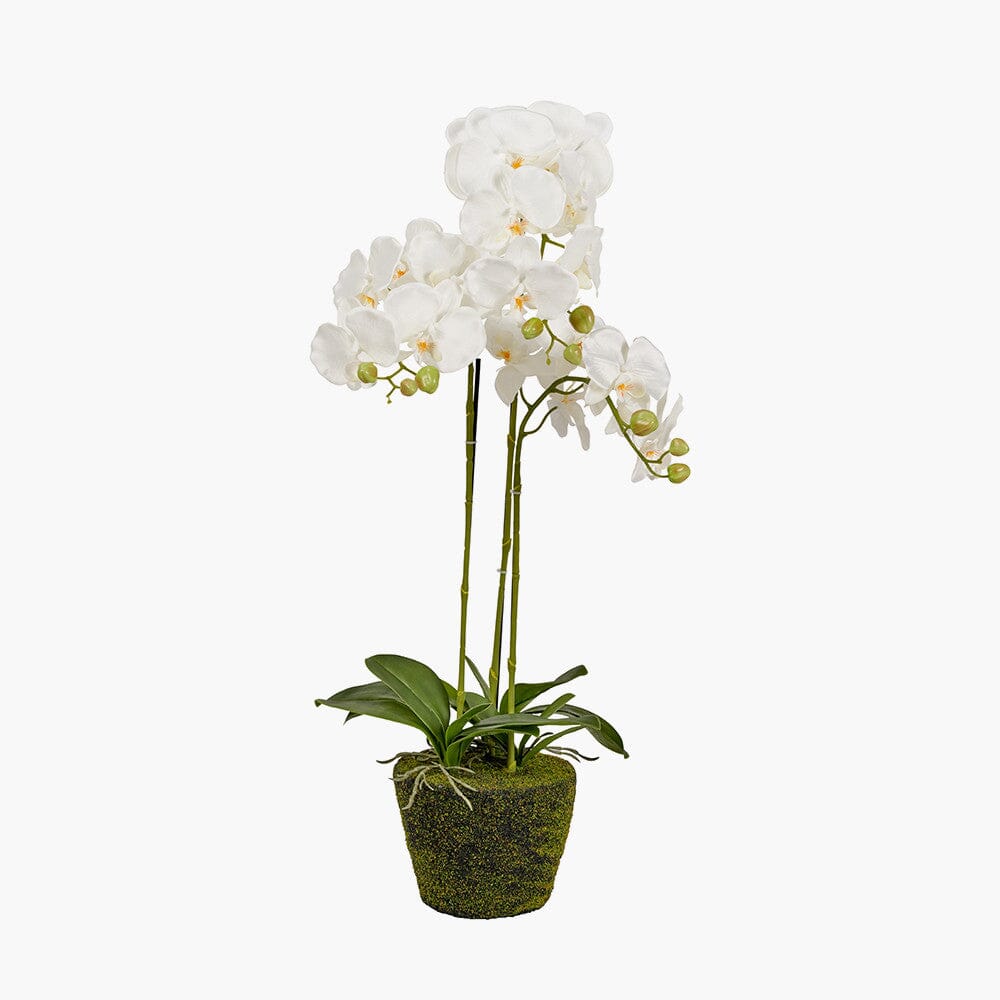Skorter | Faux White Orchid in Moss Pot
