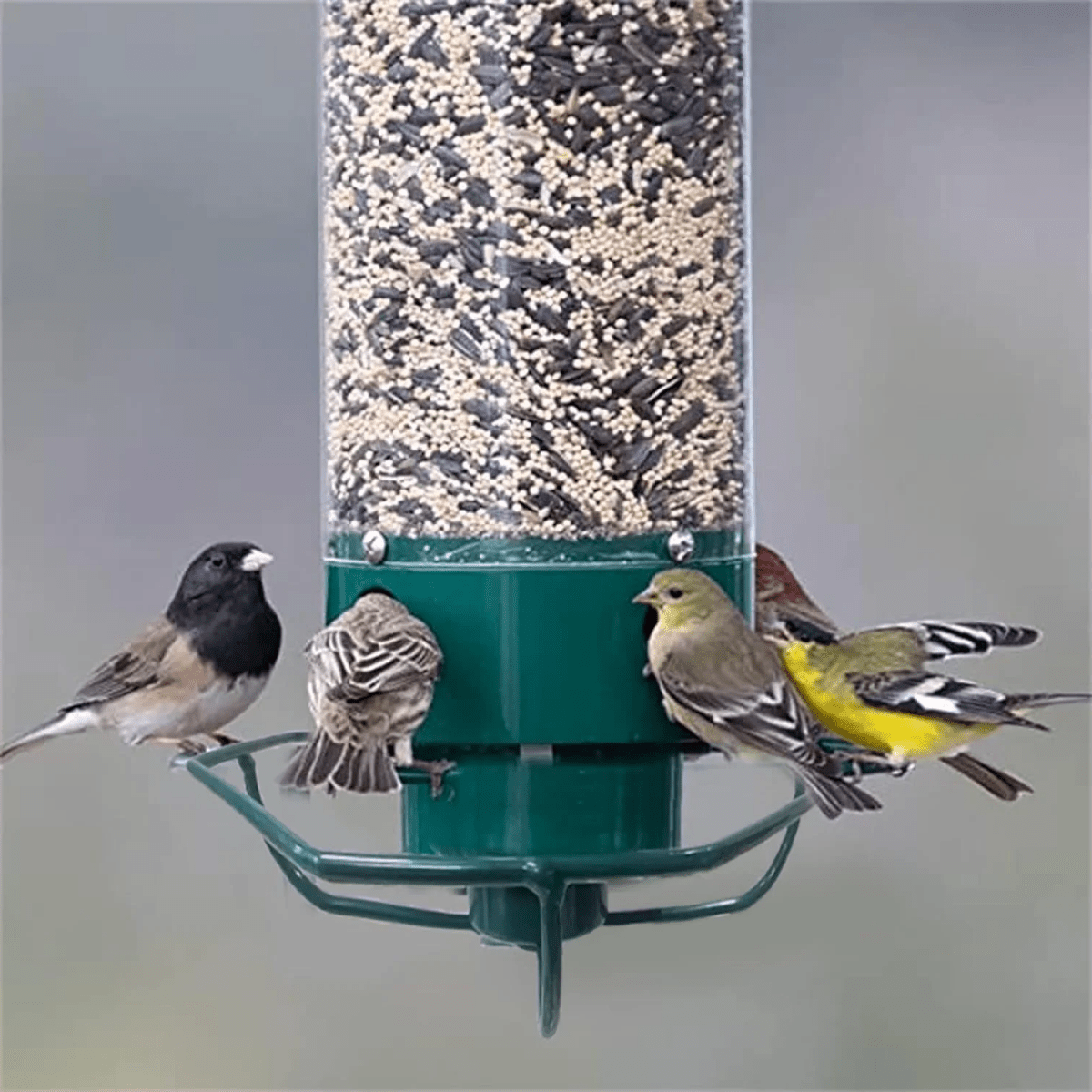 Skorter | FEEDERGUARD – Squirrel-Proof Birdhouse for the Garden